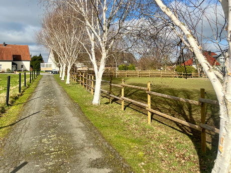 Welches Holz für Gartendeko?
