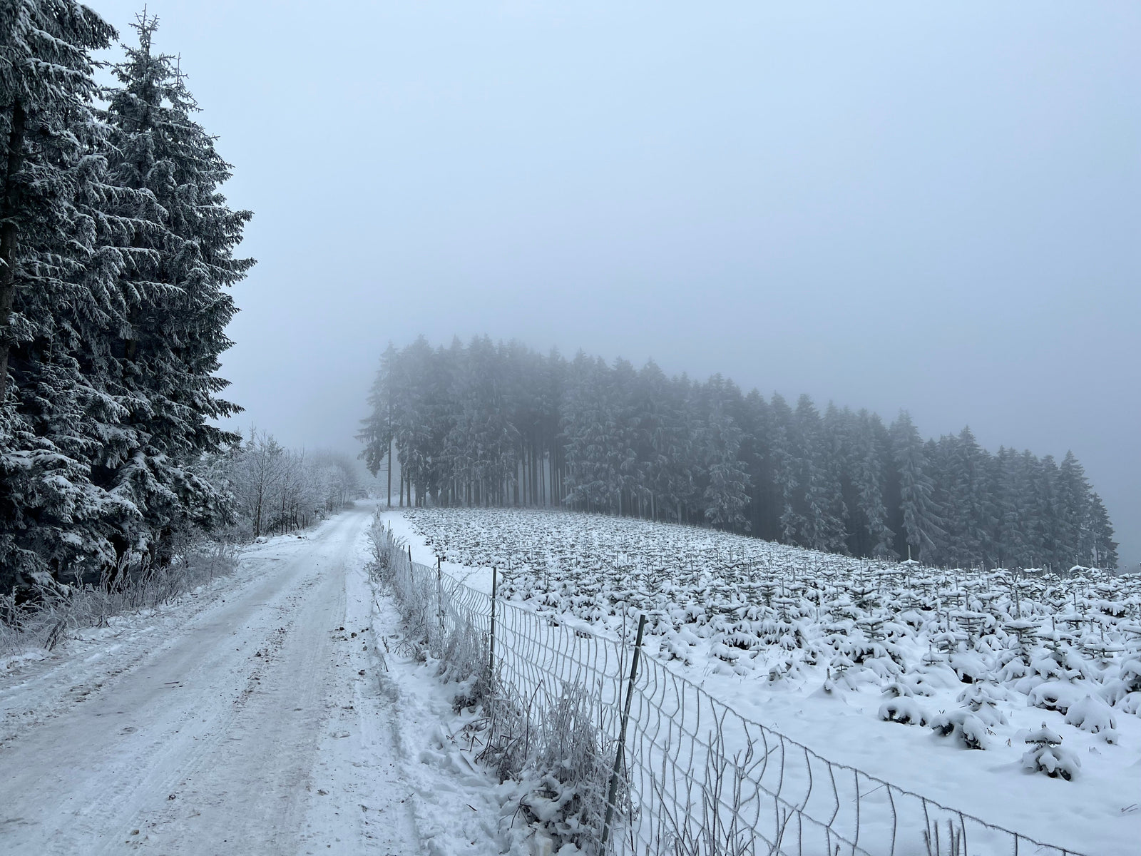 Was passiert im Winter mit dem Holz?