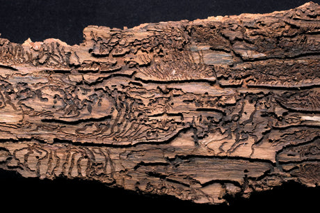 Das Borkenkäfer Problem