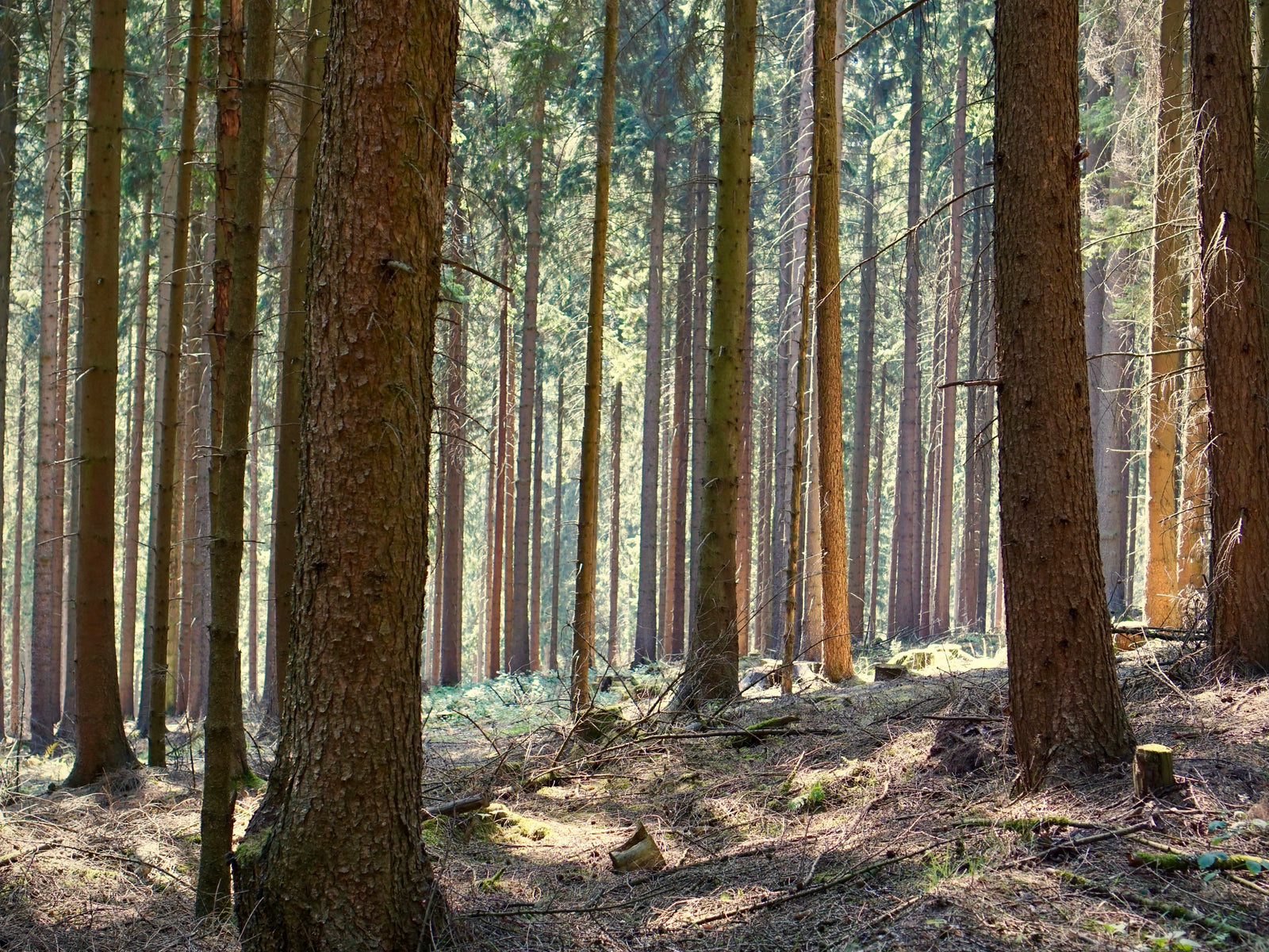 Holz aus der Region: Nachhaltigkeit trifft Qualität