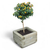 Pflanzkübel, Blumenkübel - Ruhr - KDI