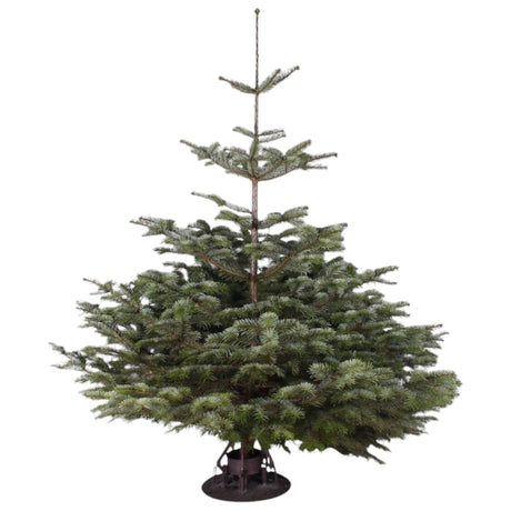 Sauerländer Premium Weihnachtsbaum - Nordmanntanne aus nachhaltigem Anbau