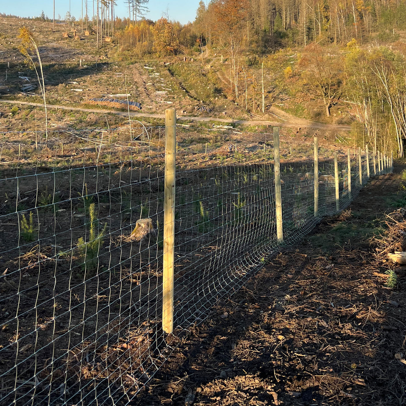 Wildzaun Forstzaun - Drahtgeflecht Komplettset