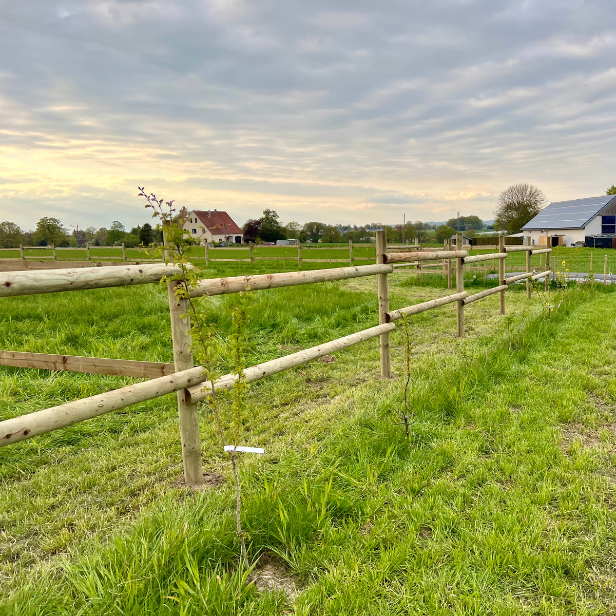 Langer Weidezaun aus Rundholz mit zwei Riegeln entlang einer Wiese in der Abendsonne